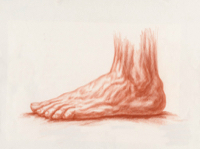 Human Foot 14